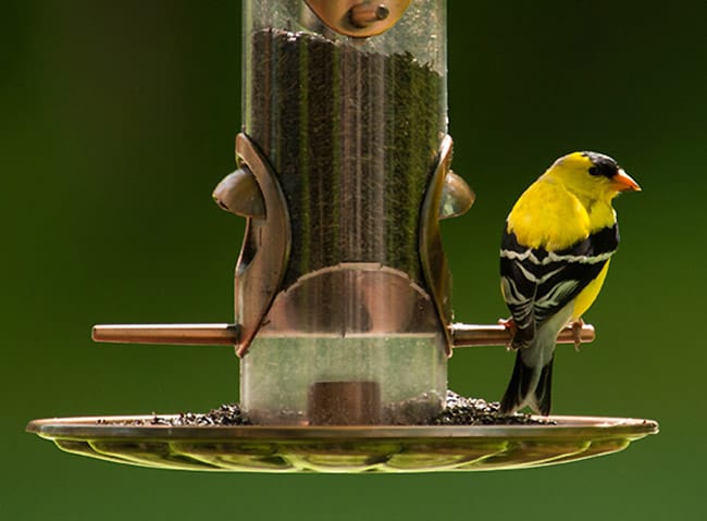 Get ready to learn some goldfinch facts!