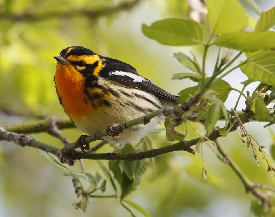 Blackburnian Warbler