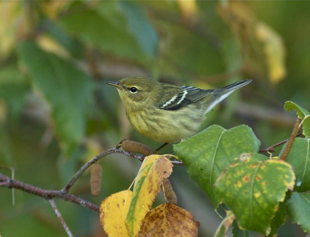 Blackpoll Warbler in Fall Plumage by Bill Thompson, III