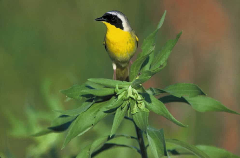 Common Yellowthroat