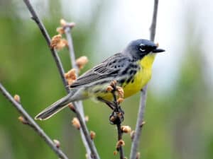 Kirtland's Warbler