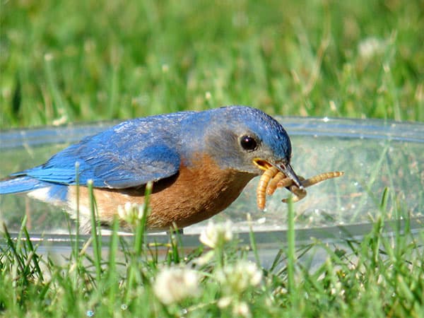 Tips on feeding bluebirds include offering mealworms.