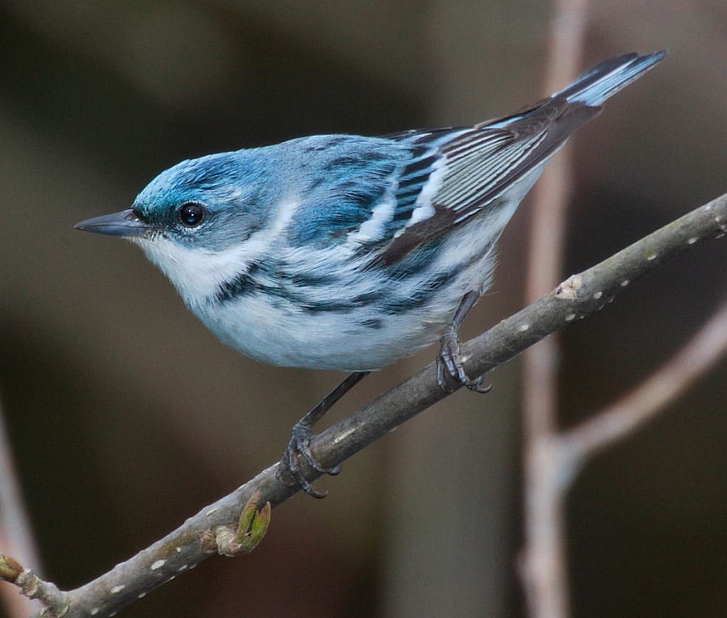 Cerulean Warbler