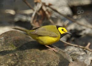 Hooded Warbler