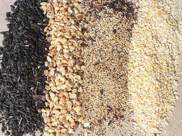 Are you offering the right bird food and seed to your backyard visitors?