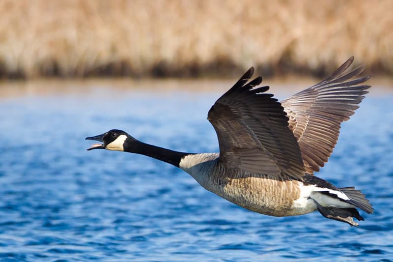A Canada goose flying low over blue water.
