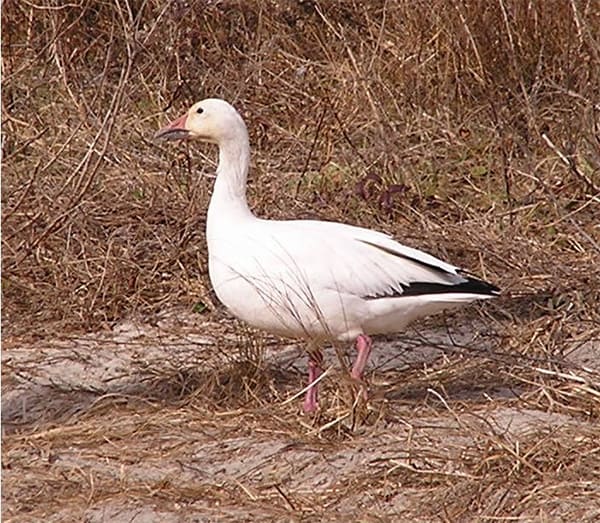 An adult snow goose with sand and brown vegetation in the background.