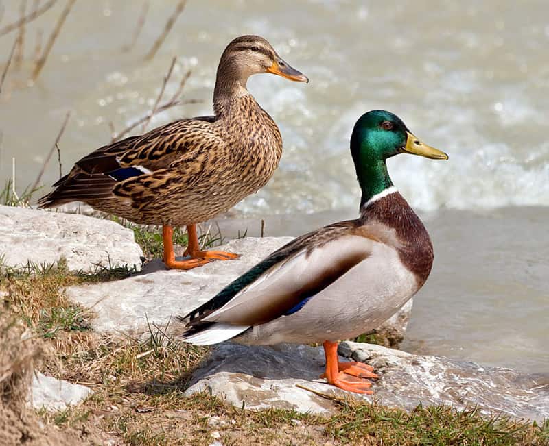 Male and female mallards on a bank.
