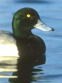 Greater Scaup by Maslowski Wildlife Productions