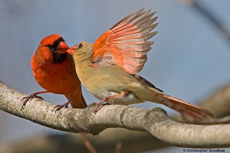Do birds mate for life? Photo by Christopher Goodhue