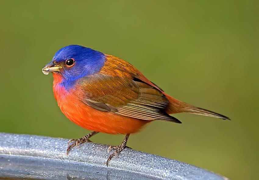 Painted bunting by Robert Strickland.