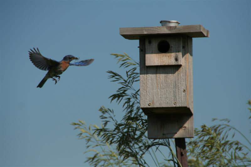 A bluebird carries an insect back to its nestbox. Photo by Brenda Dodge.