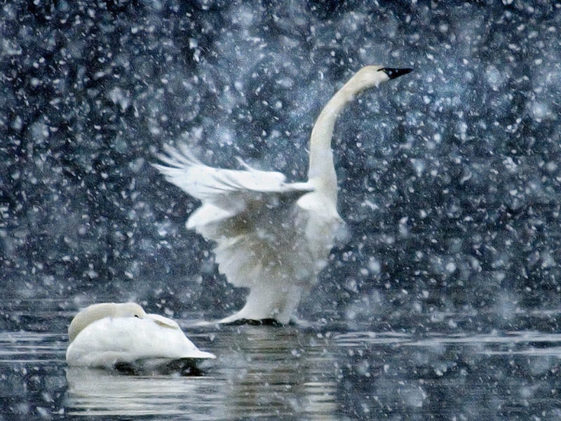 Tundra swans. Photo by Todd Smith.