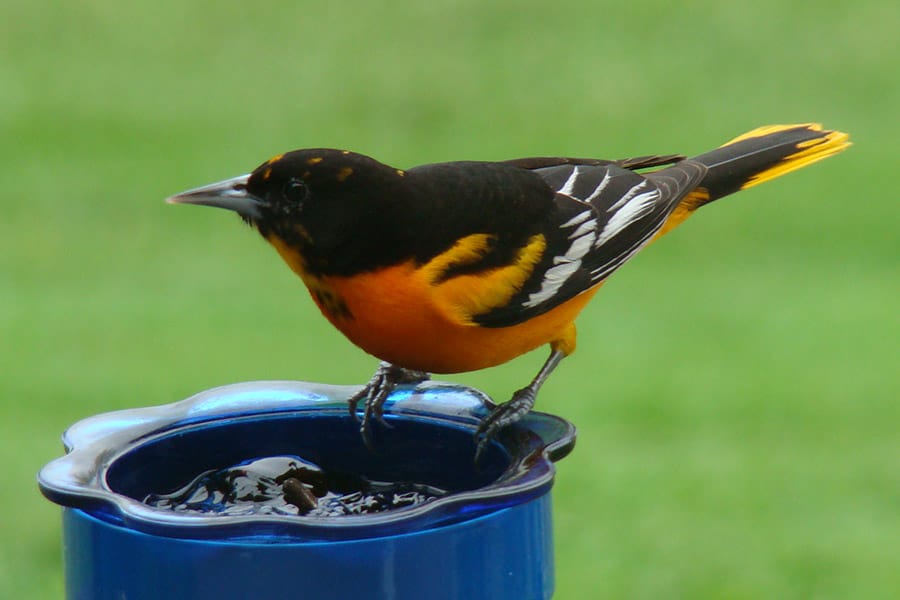 Looking for ideas for weird things to feed birds? We've got 10! Photo by Tammy Simmons.