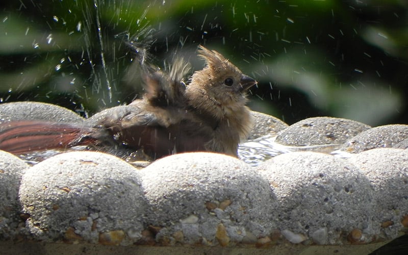 Learn how to attract birds with water. Photo by Paul Gamrat.