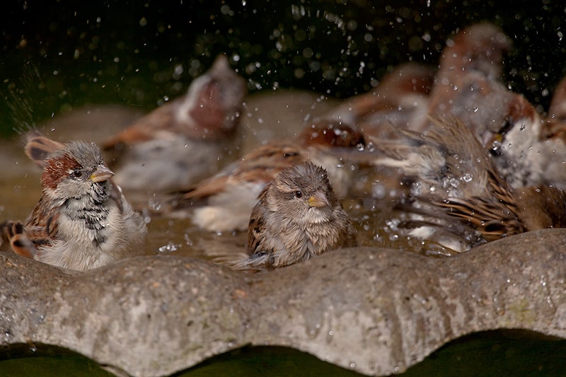 Looking for birdbath tips? We've got them! Photo by Bret Goddard.