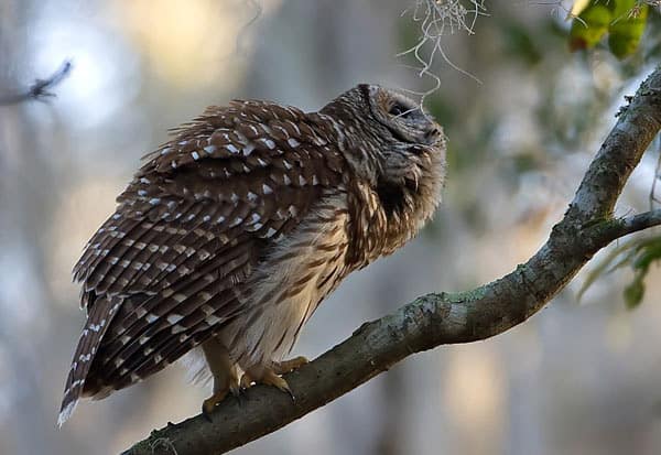 The barred owl is one of many winter birds of Iowa. Photo by Robert Strickland.