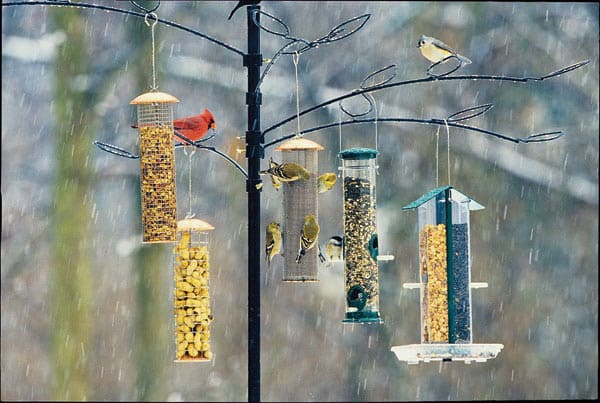 Learn how to help birds in bad weather conditions.