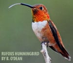 hummingbird