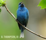 indigo-bunting