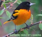 oriole