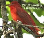 tanager