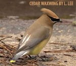 waxwing