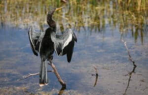 Anhinga (Photo by Daniel Schwen/Wikimedia)