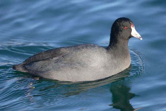 An American coot floats on blue water.