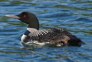 Common loon photo by John Picken/Wikimedia