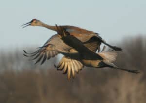 Sandhill Cranes. Photo by Duane McDowell