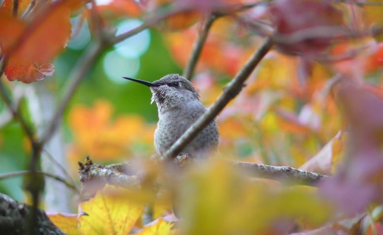 Top 10 Ways to Help Birds in Fall
