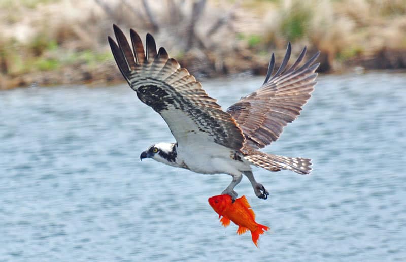 Osprey with goldfish. Photo by Dale Southern.