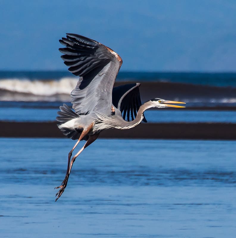A great blue heron flies low across a shoreline.