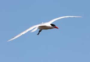 Caspian Tern (Photo by Kyle Carlsen)