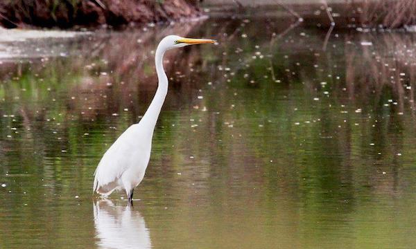 A great egret stands in a shallow pond.