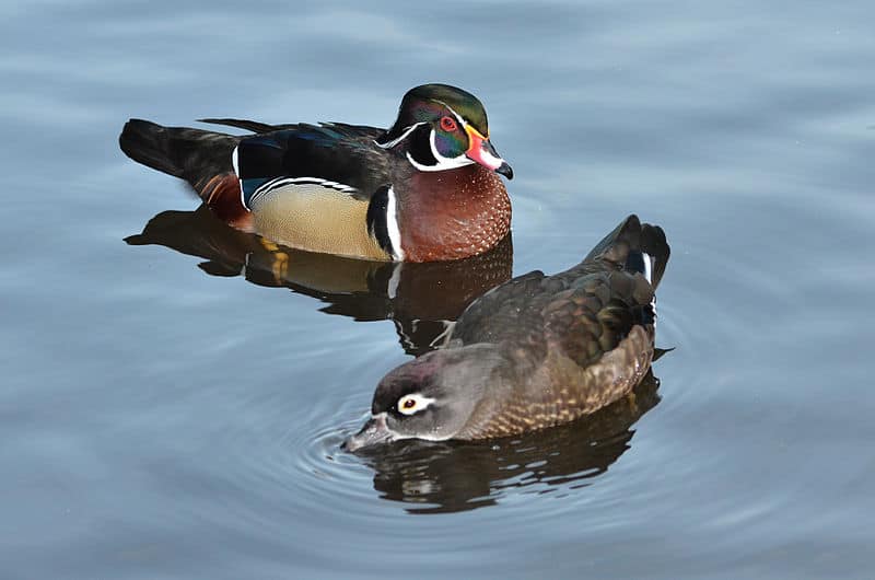 Male and female wood ducks floating on water.