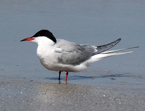 Common Tern (Photo: Wikimedia Creative Commons)
