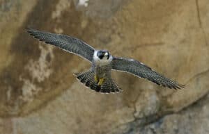 Peregrine Falcon (Photo by Kevin Cole/Wikimedia)