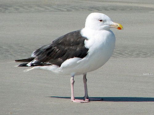 Great Black-backed Gull (Photo by Dick Daniels/Wikimedia)