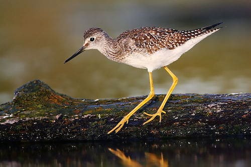 Lesser Yellowlegs (Photo: Wikimedia Creative Commons)