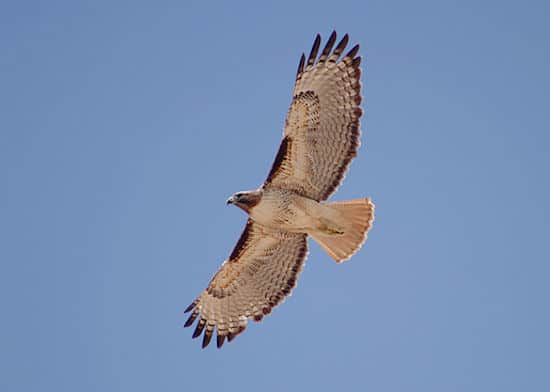 Red-tailed Hawk (Photo by Alan Vernon/Wikimedia)