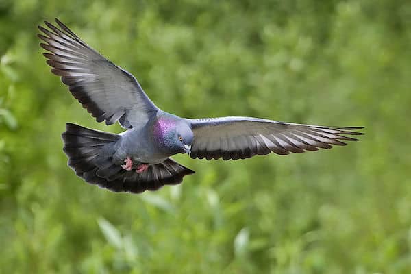 Rock Pigeon (Photo: Alan D. Wilson/Wikimedia)