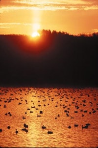 Adirondack birds. Photo courtesy of visitadirondack.com.