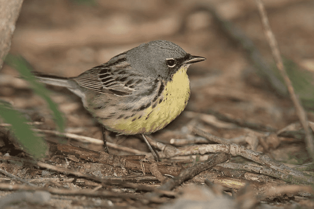 Birding Trails: A Brief History
