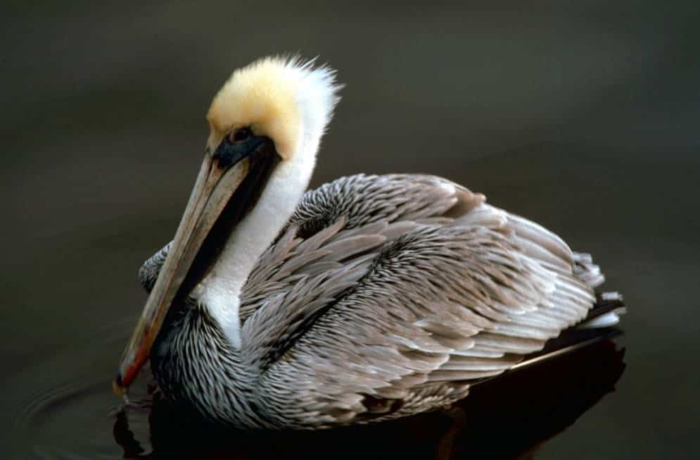 Brown pelican by Gary M. Stolz / USFWS