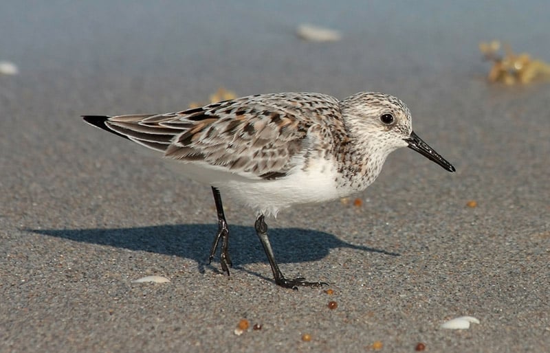 Sanderling photo by Ianare Sevi / Wikimedia Commons