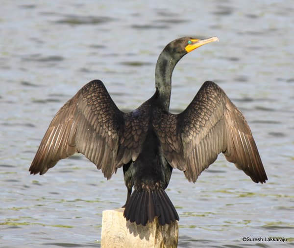 Double-crested cormorant drying its feathers in the sun. Photo by Suresh Lakkaraju / Wikimedia Commons