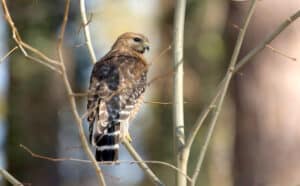 Red-shouldered Hawk (Photo by Majoros/Wikimedia)