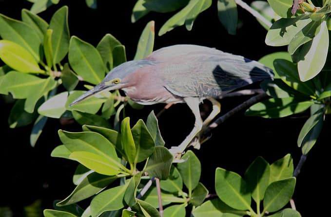 Green heron, photo by Everglades NPS / Wikimedia.